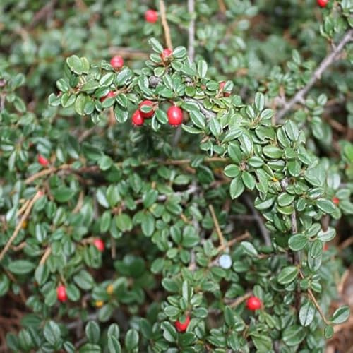 6x Dvärgmedlar - Cotoneaster Suecicus 'Skogholm' - 9 x 9 cm kruka – vintergrön bottenskydd