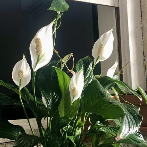 50 pcs einblatt zimmerpflanze samen, blumenwiese, topfpflanzen echt einblatt spathiphyllum herbstblumen winterhart, extrem winterharte kübelpflanzen balkonblumen, pflanzen winterhart