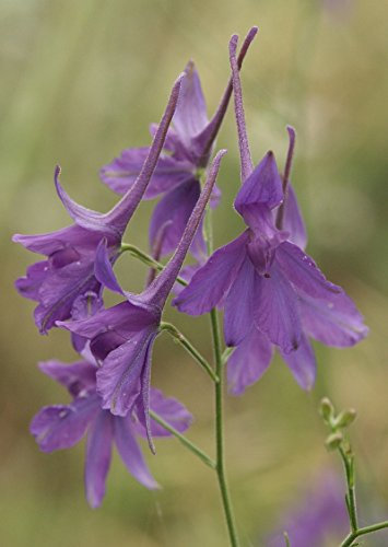 750 Seeds Forking Larkspur, Rocket-Larkspur, and Field Larkspur Consolida regalis 1g Wild Flower Meadows by Pretty Wild Seeds