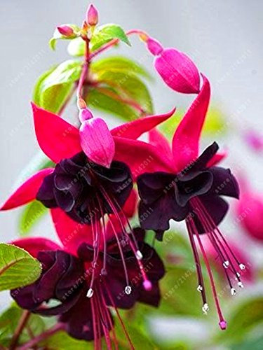 Seeds 100 pcs/bag fuchsia Seeds, fuchsia flower, bonsai Hanging flower Seeds, potted plant Lantern Begonia Seeds for home garden 9: Only Seeds