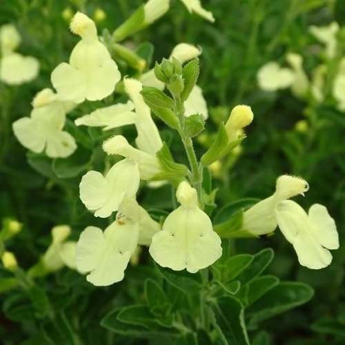Semi di salvia, seminare vecchie varietà Salvia japonica, rare semi per aiuole rialzate per esterno resistenti all'inverno perenni 100pcs