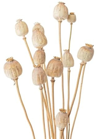 Ramo de Frutos Secos Papaver – Decoración Versátil y Sostenible para Tu Espacio
