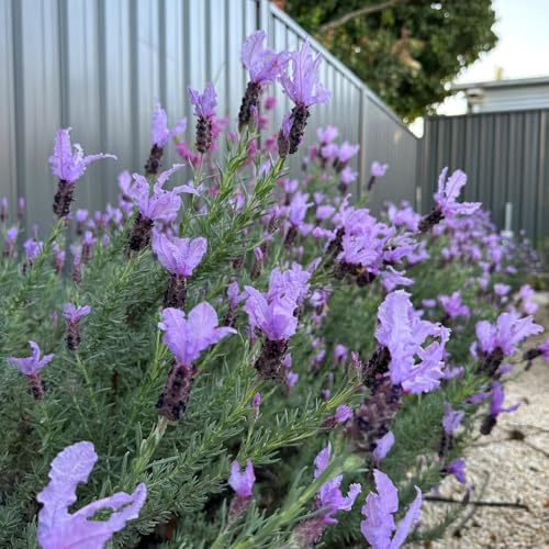 Semi resistenti di lavanda Giardino per interni, decorazione del soggiorno, primaverili di lavanda biologici 500pcs