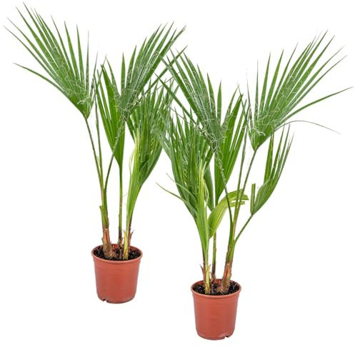 Bloomique - Lot de 2 - Washingtonia Robusta - Palmier éventail mexicain - Palmier rustique - Plantes de jardin - 50-60 cm de haut - Pot 14 cm