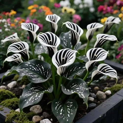 Calla Bulbi,Vitali- Robusti- Compatti,Naturali, Freschi-2 Bulbos-C