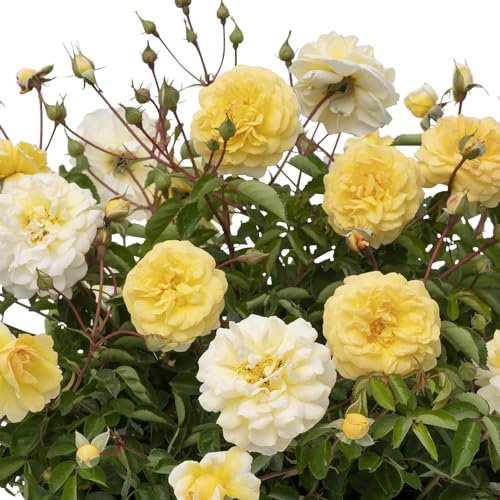 Rosa 'Scentifall Lemon'. 4L Plant. Fragrant thornless Rose, Yellow Flowers. Citrus Scented. Available from Bedwen Plants