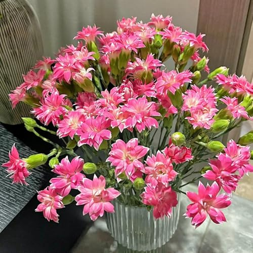 Semi di chiodi di garofano, decorazione da giardino per esterni Semi di garofano dolce, perenni decorazione soggiorno regali per gli amanti del giardino 600pcs