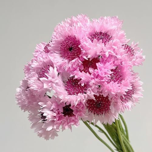 Kornblumen Samen pflanzen geschenk kornblumensamen, Centaurea cyanus samen winterhart, pflanzensamen blumenwiese herbstaussaat blumensamen mehrjährig winterhart blumenwiese samen 150pcs