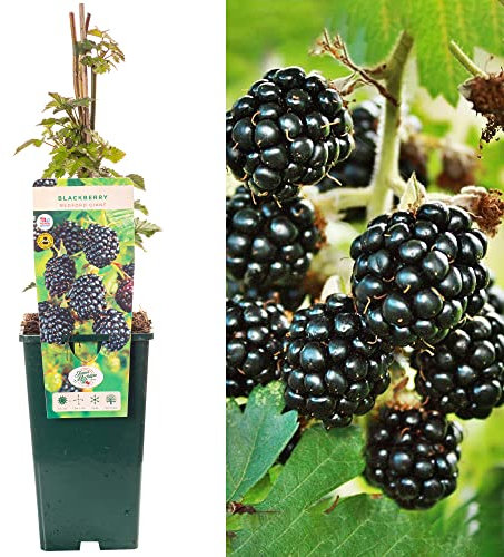 BlackBerry Rubus Bedford Giant | Delicious Fruit Plant Shrub | 30-50cm Potted