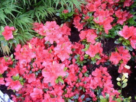 Japanische Azalee Rhododendron obtusum Geisha orange 25-30 cm breit im 2 Liter Pflanzcontainer