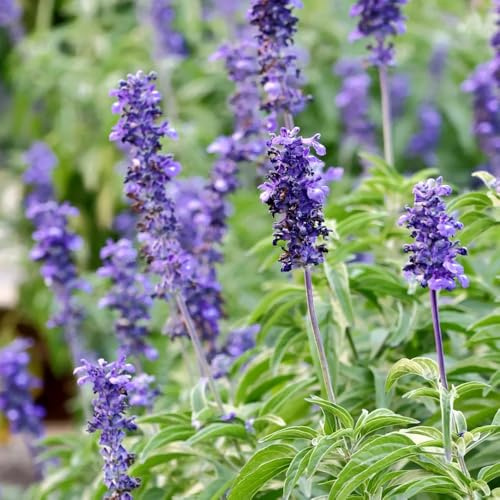 semi di salvia resistente - giardino decorazione 200pcs