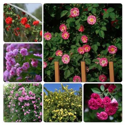 semillas de Rosales trepadores - rosa trepadora de interior resistentes Balcón parterre semillas silvestres 200pcs