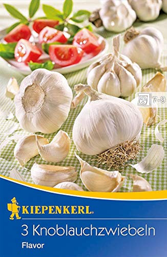 Kiepenkerl 611061 Knoblauchzwiebel Flavor (3 Stück) (Pflanzknoblauch)