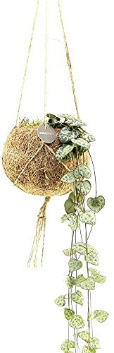 Exotenherz - Kokodama - Ceropegia woodii im Kokodama-Gefäß zum Hängen - ca. 15cm