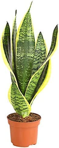 Sansevieria | Lengua de suegra | Planta natural de interior Planta natural de interior en maceta de 8,5cm