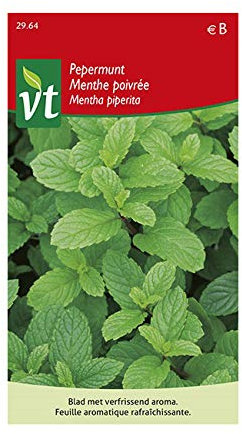 Minze grün - Mint Spicata