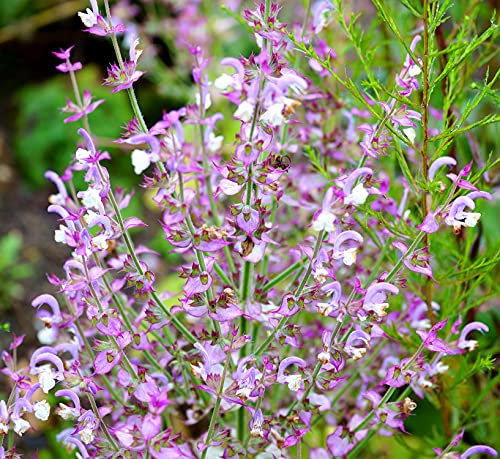 Muskatellersalbei - Salvia sclarea - Salbei - 100 Samen