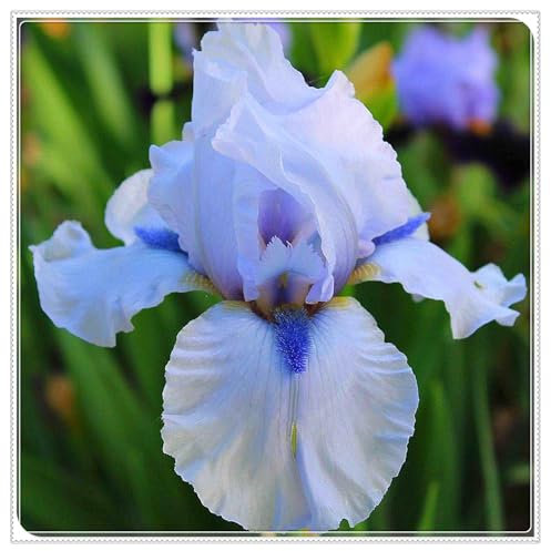 Iriszwiebeln,SchmetterlingsföRmige,Winterhart Mehrjährig,Gartenpflanzen,Schwertlilien Kaufen,Schwertlilien Winterhart Knolle-5zwiebeln-G