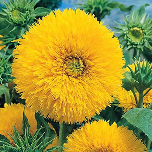 Saterkali onnenblumensamen, 25 Stück Sonnenblumenkerne voller Vitalität, schnelles Wachstum, einfach zu kultivieren, Gartendekoration, hohe Keimrate, hoher Ertrag, Teddybär, Sonnenblumensamen, Gar