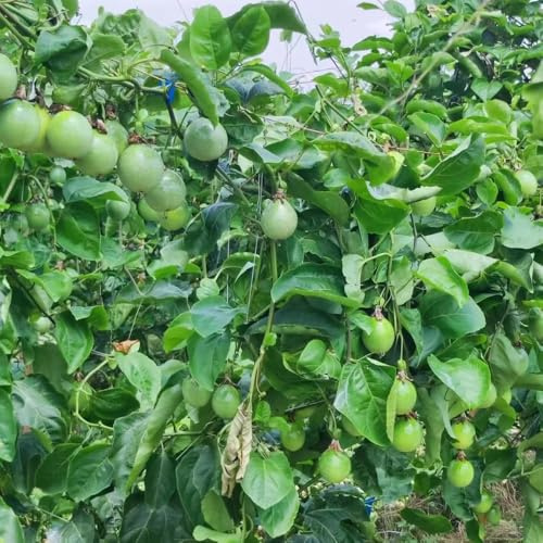Semi di Siraitia Grosvenorii, semi di resistenti per il giardino frutto colonnare prodotti sostenibili frutteto semi di selvatiche da frutto 25pcs