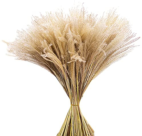 Fyearfly torkat pampasgräs 20 stjälkar 55 cm hög naturlig vass för heminredning bröllop boho vas arrangemang