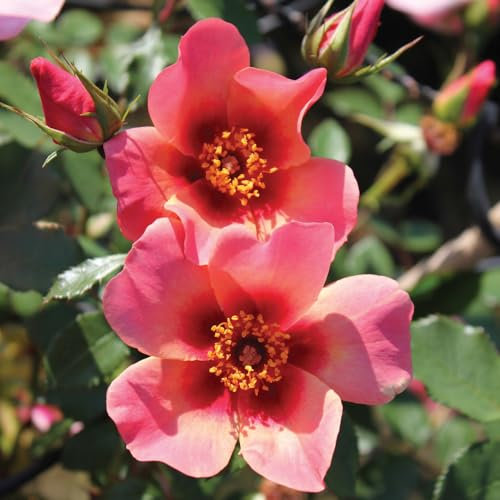 YouGarden Rose for Your Eyes Only, Established Plant in 4 Litre Pot, Ready to Plant Rose, Summer to Autumn Flowering Plant, for Pots, Beds, and Garden Borders