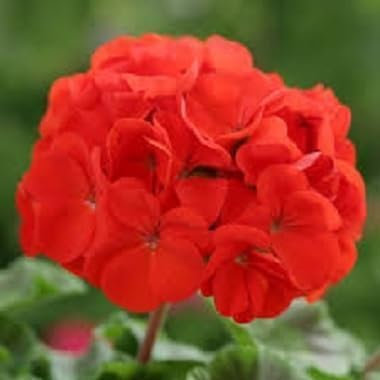 Neue, frische 70 Stück rote Geranien-Blumensamen
