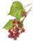 Japanische Weinbeere - Rubus phoenicolasius - Strauch, C