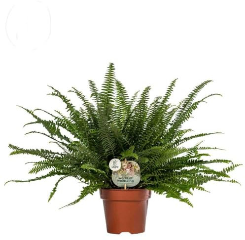 Helecho Hembra Planta de Interior Colgante - Decoración Natural