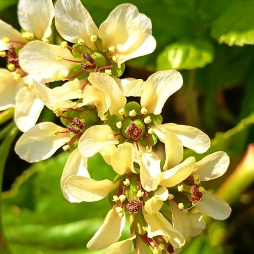 bergenia sostenibles de interior jardín orgánicas cubrir el en 150semillas
