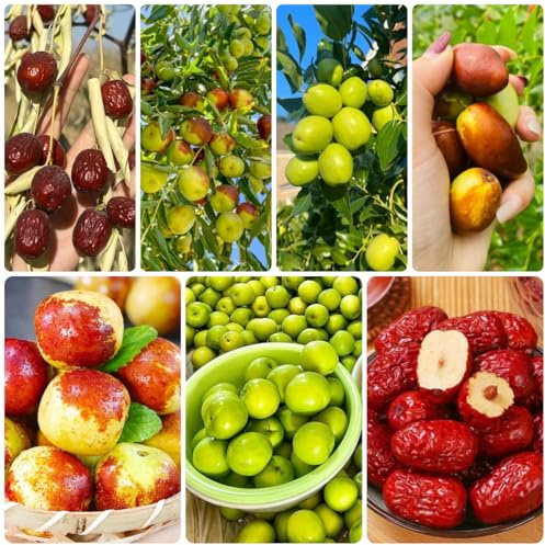 semi resistenti di palma da dattero di sapote, resistenti di giuggiole, interno da colonnari 80pcs