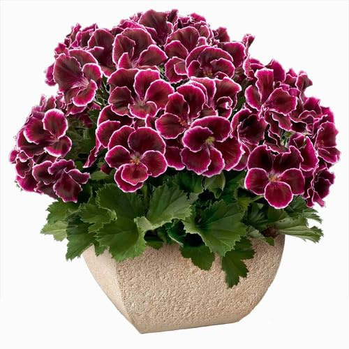 100 semi di geranio rosso scuro