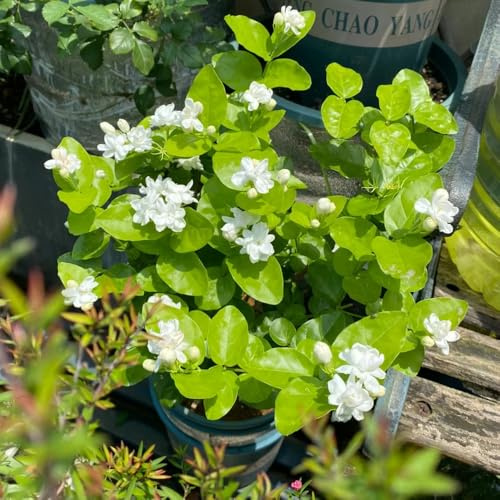 jazmín perennes resistentes de otoño de jardín arbustos resistentes trepadoras semillas comprar semillas balcón camas elevadas 100pcs