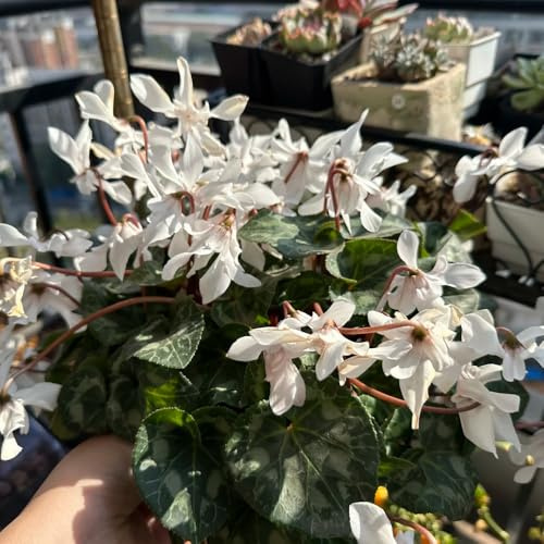 ciclamino semi di da balcone ciclamino primaverili, resistenti in vaso rampicanti, da giardino roccioso Decorazioni per giardini esterni, 400semi