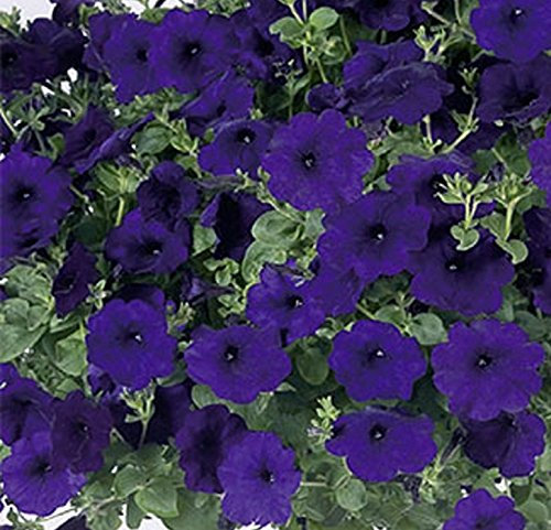 Dürr-Samen - Petunien Big Time Blue dunkelblau einjährig 100 cm Saatgut