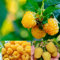 Carbeth Plants Raspberry Fallgold Fruit Plant in 12cm Pot - Golden Autumn Fruiting Rubus Bush for Garden or Patio - Produces Sweet Yellow Berries - Hardy & Easy to Grow in UK Gardens (REGULAR PACKAGE)