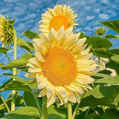 50 Pcs Sonnenblumen Samen - Sonnenblumensamen - Winterharte Stauden Mehrjährig (Helianthus Annuus) Balkonpflanzen Deko Wohnzimmer Winterharte Pflanzen Für Balkon Blumensamen Balkon