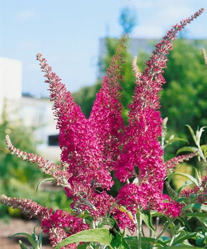 Buddleja davidii 'Summer Beauty' 100–125 cm – Winterhart, Mehrjährig, Pflegeleicht – Schmetterlingsflieder – Zierstrauch für Garten & Terrasse