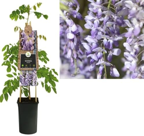 Wisteria Sinensis Natural Planta Trepadora Perfecta para Decorar Exteriores