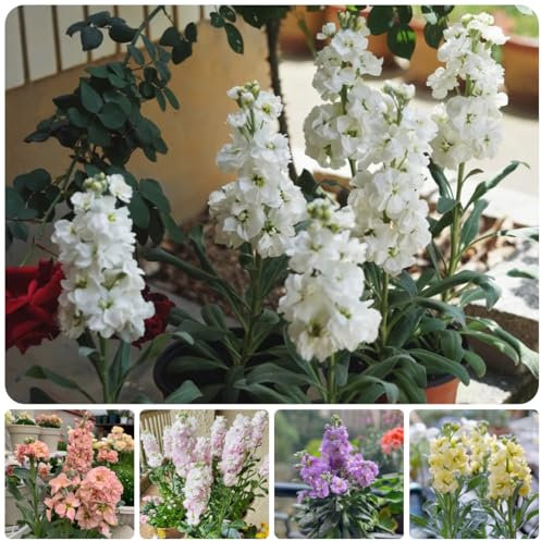 levkojen usambaraveilchen pflanze samen - violette - blumendeko, pflanzen für sonnige plätze violet samen wiesensaatgut, schattenpflanzen samen alte sorten, blumenwiese samen 125pcs