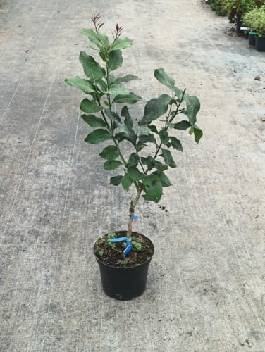 Citrus limon 'Florentina' greffé sur FA5 / Citronnier 4 Saisons 'Florentina' / Conteneur de 5 à 6 litres/Agrume