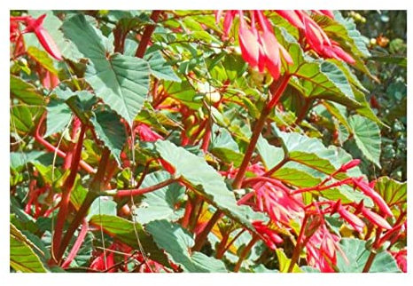 Pcs - 10x Begonia Ferruginea Fleurs Jardin Plantes - Graines ID334 - Seeds & Plants Shop by Ipsa