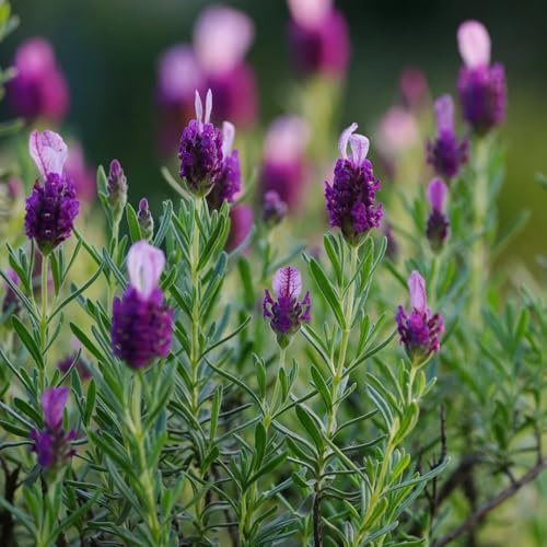 lavanda, semillas de silvestres semillas de lavanda jardín exóticas balcón silvestres interior, jardín 160semillas