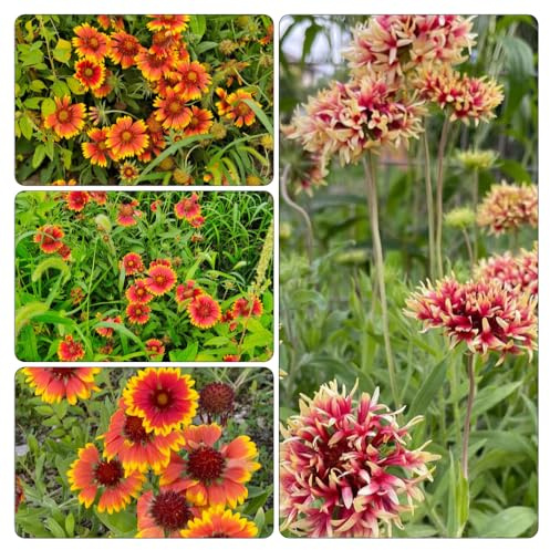 semillas Gaillardia silvestres de interior exóticas resistentes Decoraciones de jardín exteriores jardín interior 1200pcs