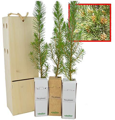 Pin Parasol - Pin Pignon - Arbre pour Aménagement Paysager - Jeune Pousse de 30 cm Reçue dans une Caisse en Bois Réutilisable (3 unités)