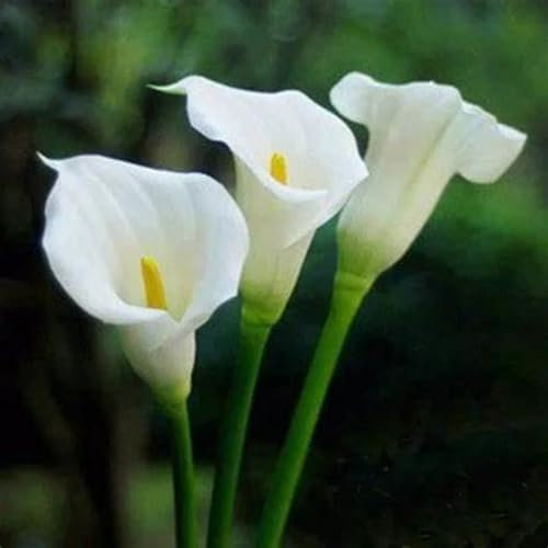 Calla Lily Bulbs-Calla Lily Plant Calla Lily Bulbs for Planting Now UK,Plant Bulbs,Hardy Perennial,Wedding Flowers,Garden Flowers-4bulbs-d