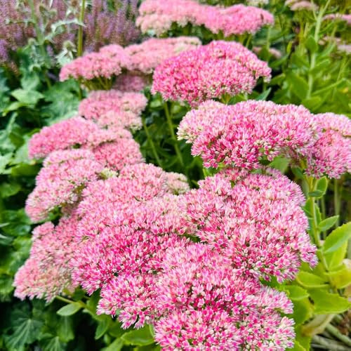 Semi di sedum, per tetti verdi, d'appartamento verdi di copertura del terreno resistenti all'inverno 550pcs
