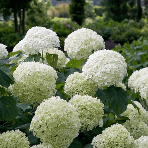 Ortensia – Ortensia arborescens 'Strong Annabelle' – Ø 19 cm 30 cm – Pianta da giardino resistente all'inverno con grandi fiori bianchi