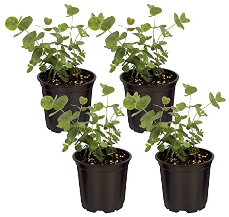 Live Aromatic and Edible Herb - Eucalyptus (4 Per Pack) - Assorted Varieties, Natural Air Purifier, 10 Tall by 3 Wide