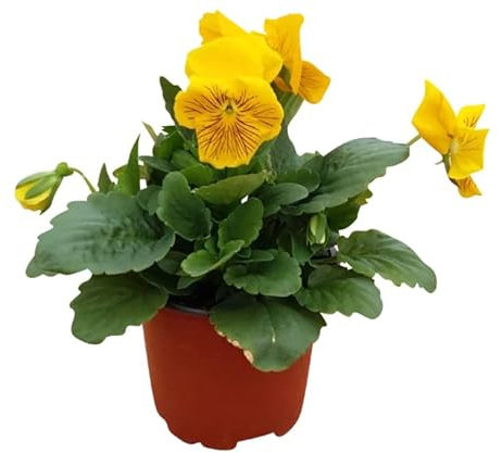 Viola o Pensamiento Natural Flor de Navidad para Ideal tu Jardín